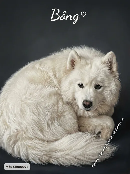 Chó Samoyed chân dung chân thực cuộn tròn · ảnh tranh