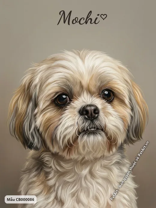Chó Shih Tzu chân dung chân thực nền xám · ảnh tranh