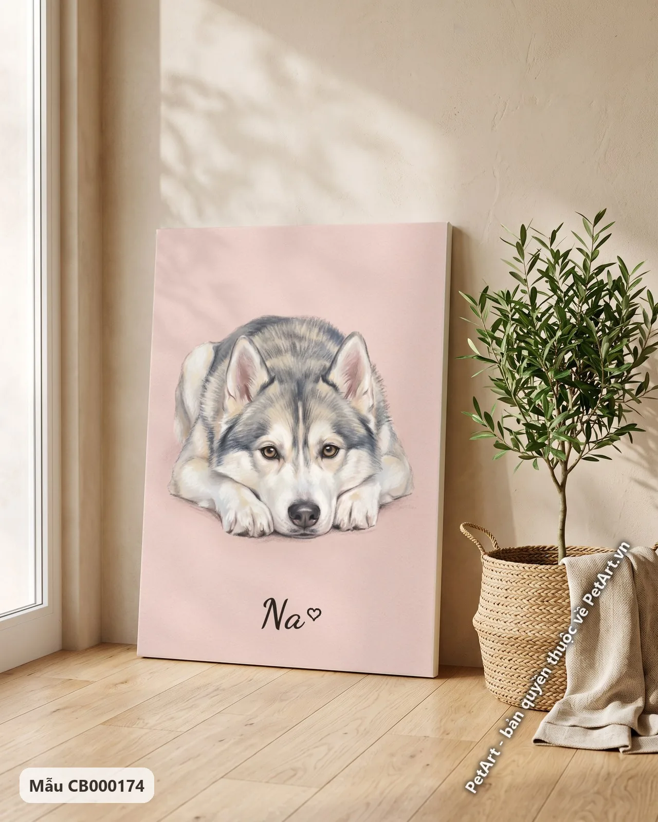 Ảnh thực tế: Chú chó Husky lông xám trắng đang nằm gục đầu trên hai chân trước, nhìn thẳng, trên nền hồng pastel nhẹ nhàng.