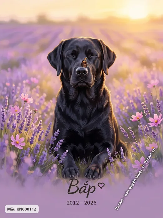 Labrador đen thiền định trong vườn oải hương · ảnh tranh