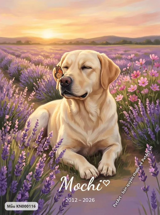 Labrador vàng thư thái trong vườn oải hương · ảnh tranh