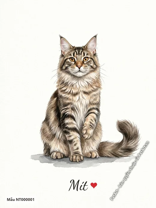 Mèo Maine Coon ngồi nền trắng đáng yêu · ảnh tranh