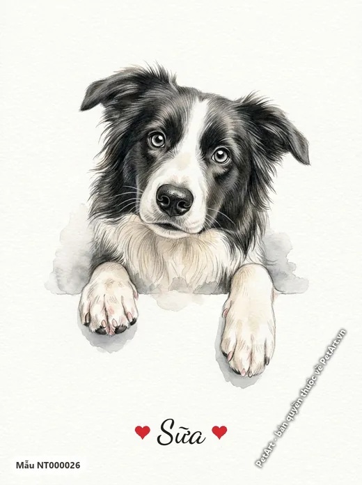 Tranh chó Border Collie thò chân nhìn nghiêng · ảnh tranh