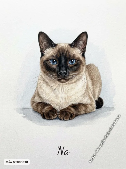 Tranh mèo Xiêm nằm nền trắng · ảnh tranh