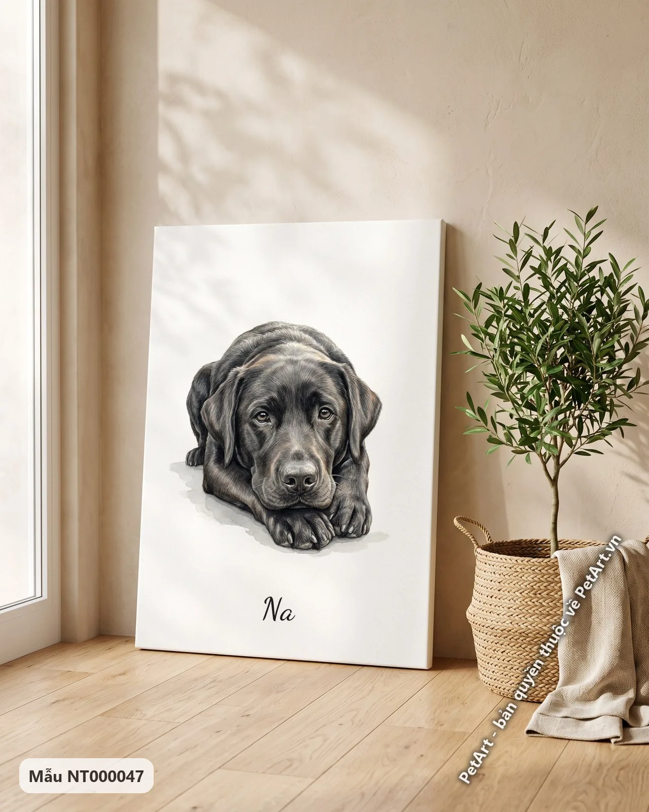 Ảnh thực tế: Một chú chó Labrador đen đang nằm nghỉ ngơi trên nền trắng, với ánh mắt hiền lành và bộ lông đen tuyền.