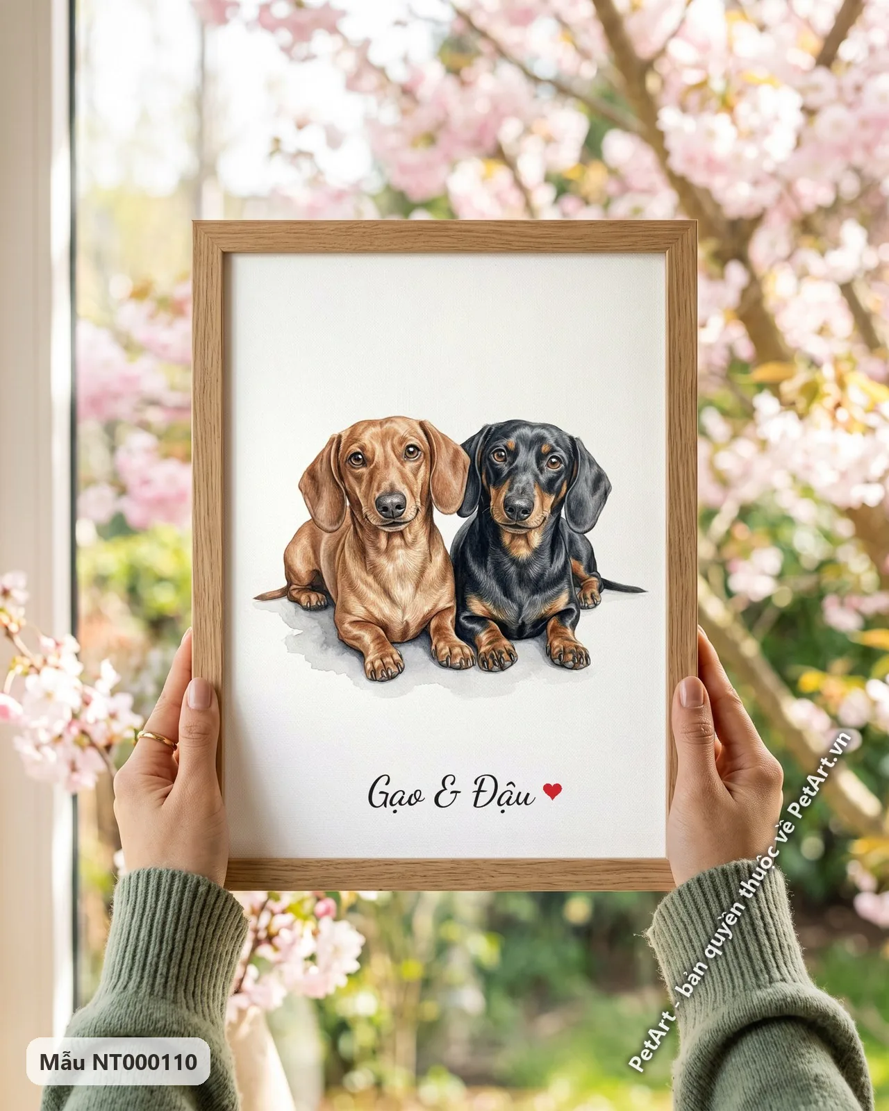 Ảnh thực tế: Hai chú chó Lạp xưởng, một nâu và một đen vàng, đang nằm cạnh nhau trên nền trắng đơn giản, nhìn thẳng vào người xem.