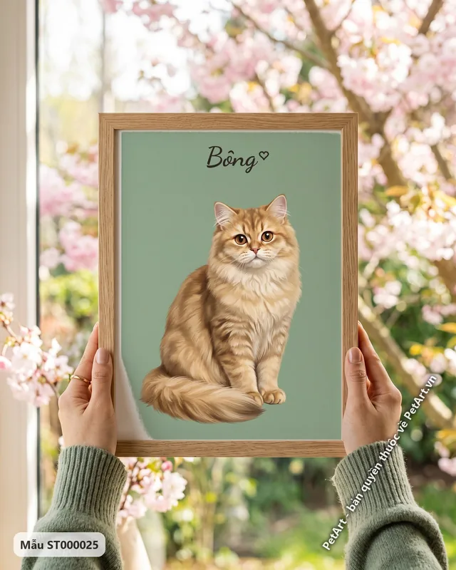 Mèo Anh lông dài chân dung nền đơn sắc · góc khác